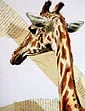 « Girafe », par Laure C.