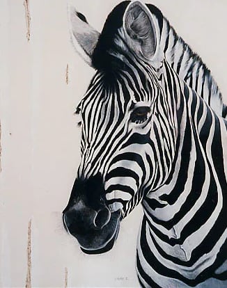 « Zebre », par Laure C.